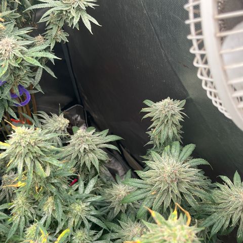 Lemon Shiznit growlog timeline photo