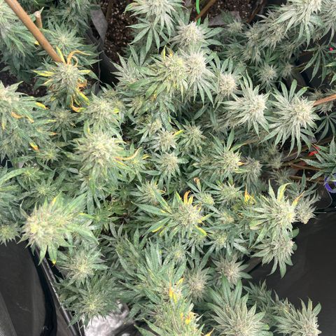 Lemon Shiznit growlog timeline photo
