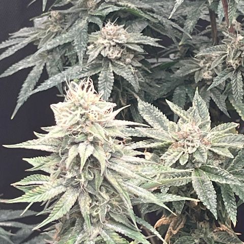 Lemon Shiznit growlog timeline photo