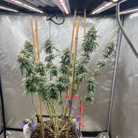 CM X Thorsberry #1 growlog timeline photo