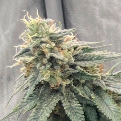 CM X Thorsberry #1 growlog timeline photo