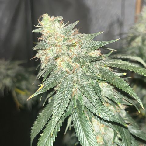 CM X Thorsberry #1 growlog timeline photo