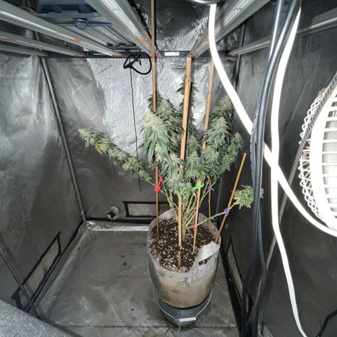 CM X Thorsberry #1 growlog timeline photo