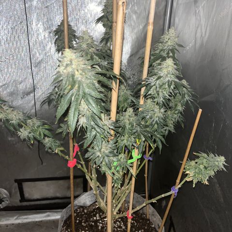 CM X Thorsberry #1 growlog timeline photo