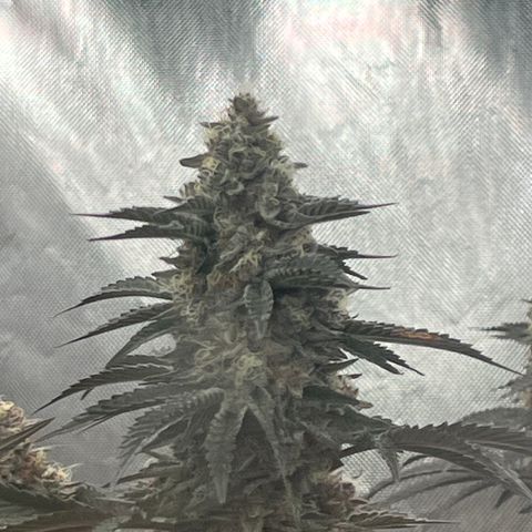 Cherry Paloma (1-4) growlog timeline photo