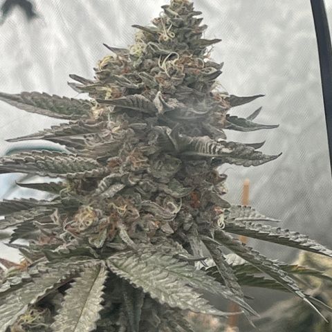 Cherry Paloma (1-4) growlog timeline photo