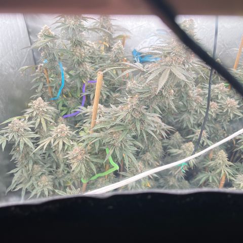 Cherry Paloma (1-4) growlog timeline photo