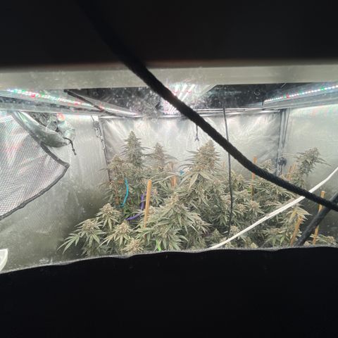 Cherry Paloma (1-4) growlog timeline photo