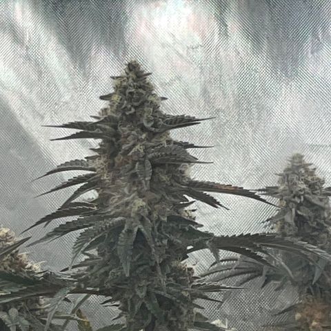 Cherry Paloma (1-4) growlog timeline photo