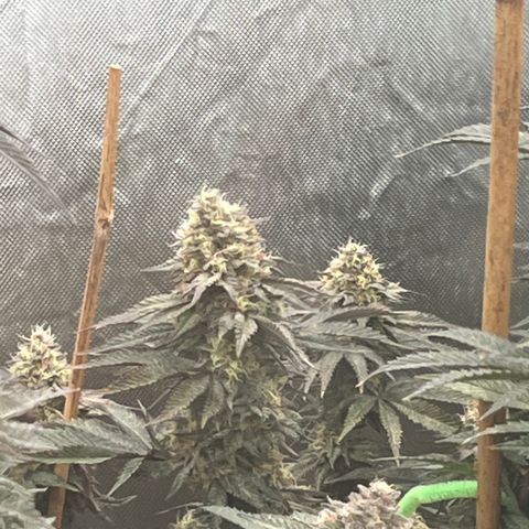 Specimen X Clones 1-4 growlog timeline photo