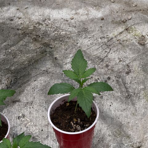 EDM #1 growlog timeline photo