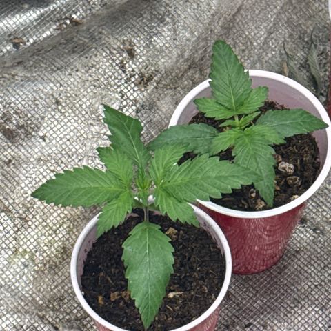 EDM #1 growlog timeline photo