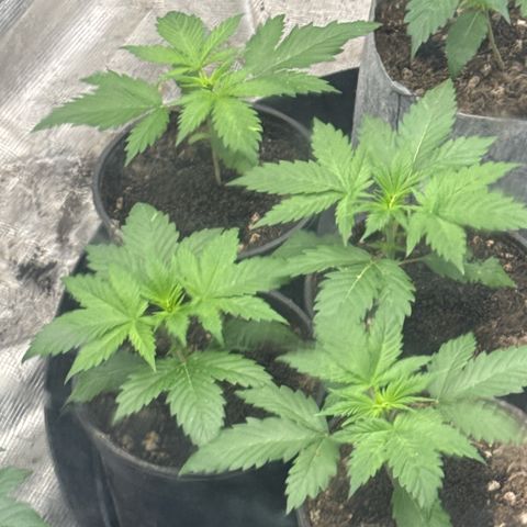 EDM #1 growlog timeline photo