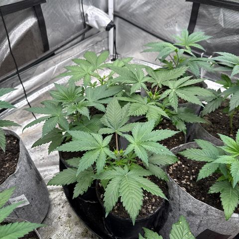 EDM #1 growlog timeline photo