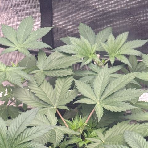 EDM #1 growlog timeline photo