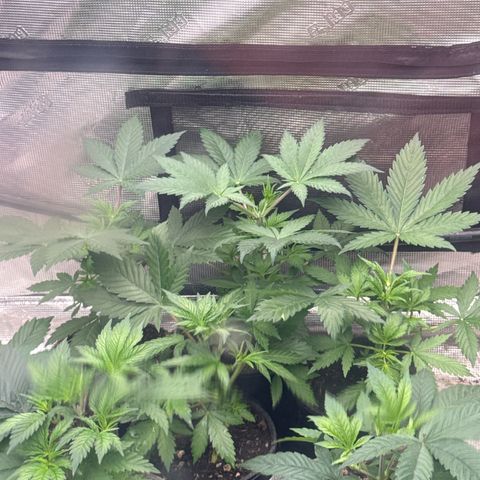 EDM #1 growlog timeline photo