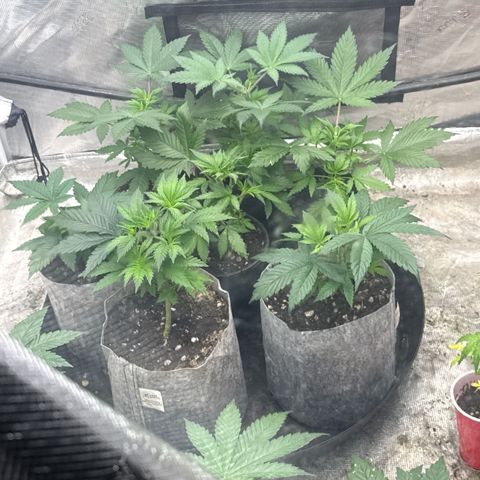EDM #1 growlog timeline photo