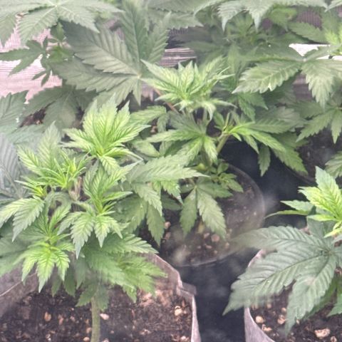 EDM #1 growlog timeline photo