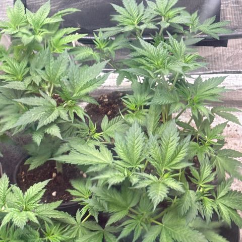 EDM #1 growlog timeline photo
