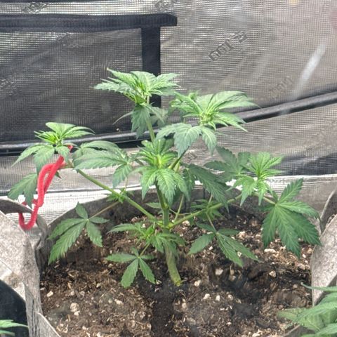 EDM #1 growlog timeline photo