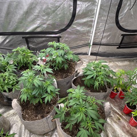 EDM #1 growlog timeline photo