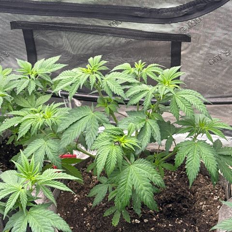 EDM #1 growlog timeline photo