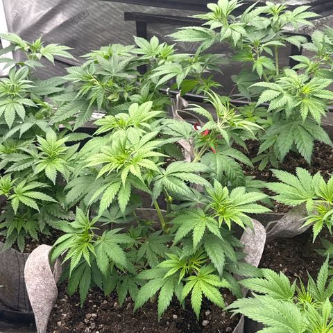 EDM #1 growlog timeline photo