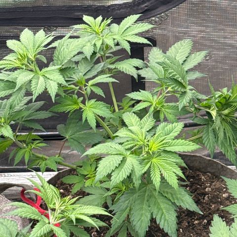EDM #1 growlog timeline photo