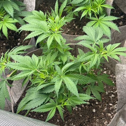 EDM #1 growlog timeline photo