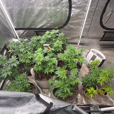 EDM #1 growlog timeline photo