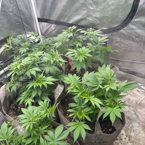 EDM #1 growlog timeline photo