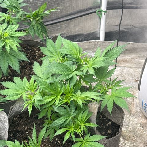 EDM #1 growlog timeline photo