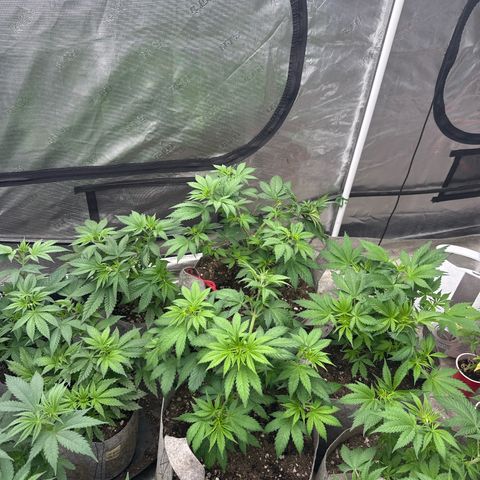 EDM #1 growlog timeline photo