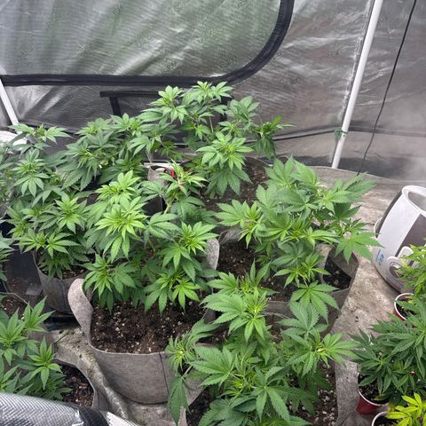 EDM #1 growlog timeline photo