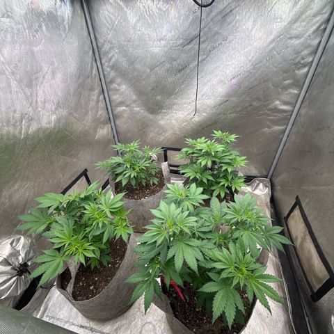 EDM #1 growlog timeline photo