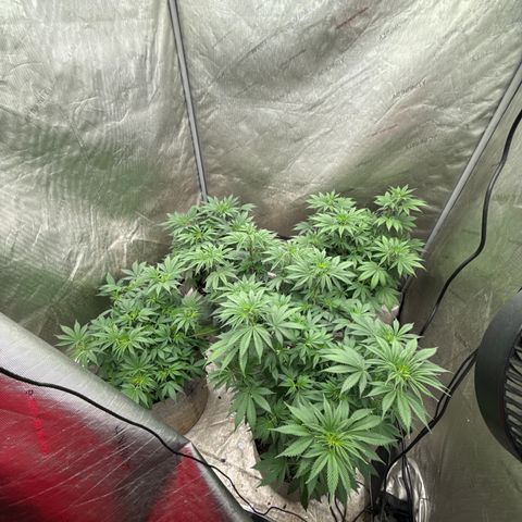 EDM #1 growlog timeline photo