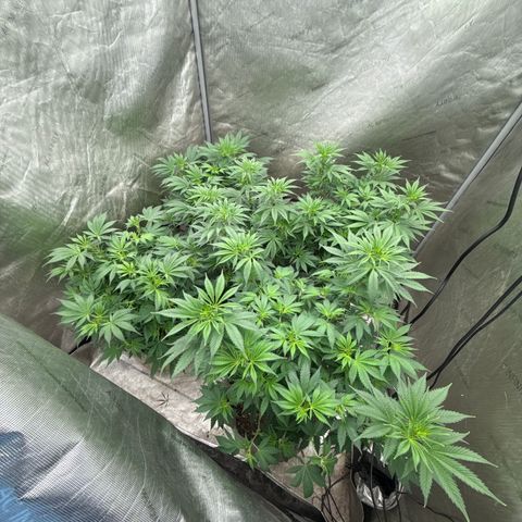 EDM #1 growlog timeline photo