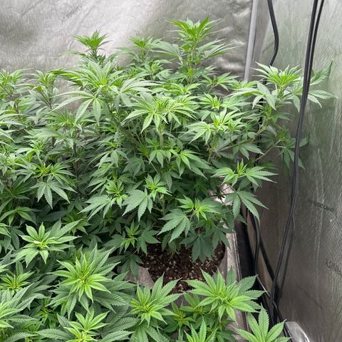 EDM #1 growlog timeline photo