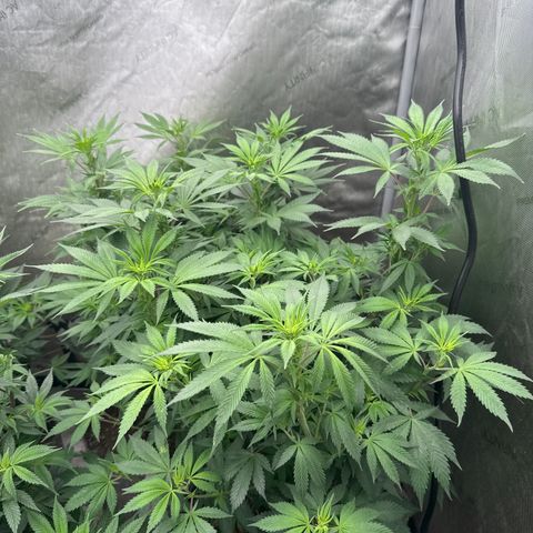 EDM #1 growlog timeline photo