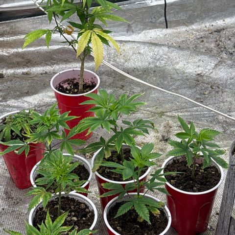 EDM #2 growlog timeline photo