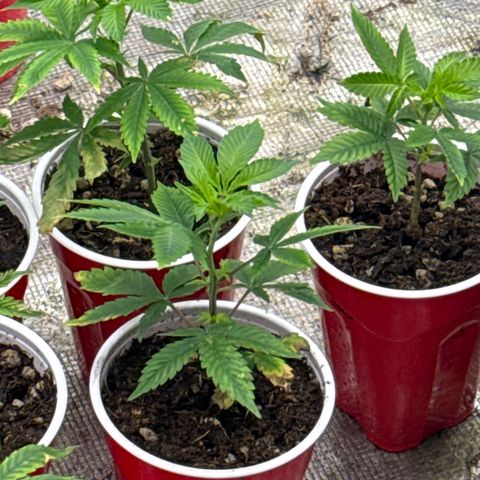 Apple AK #2 growlog timeline photo