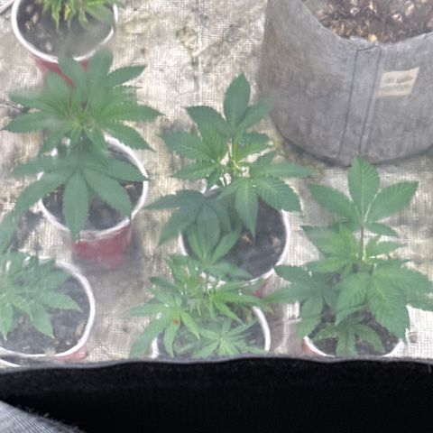 Apple AK #2 growlog timeline photo