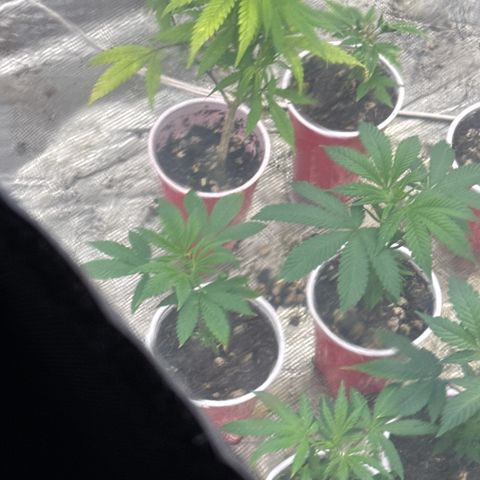 EDM #2 growlog timeline photo