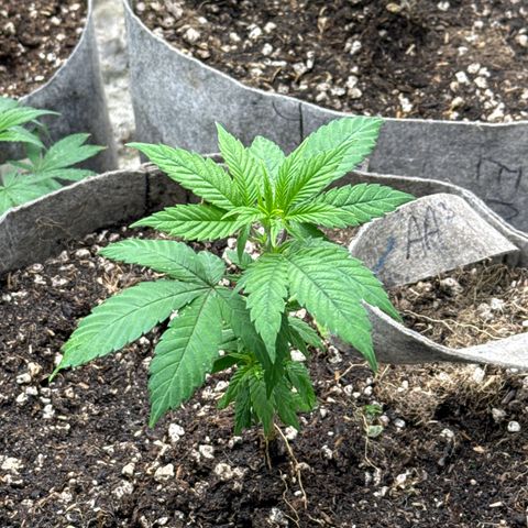 Apple AK #2 growlog timeline photo