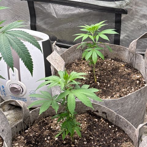 EDM #2 growlog timeline photo