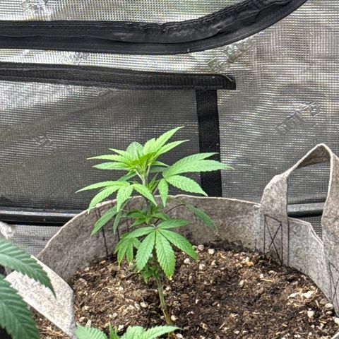 EDM #2 growlog timeline photo