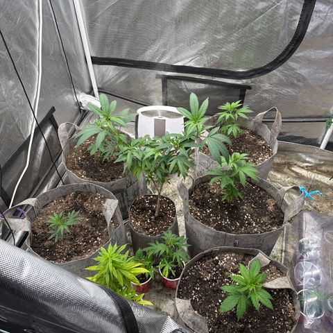 EDM #2 growlog timeline photo