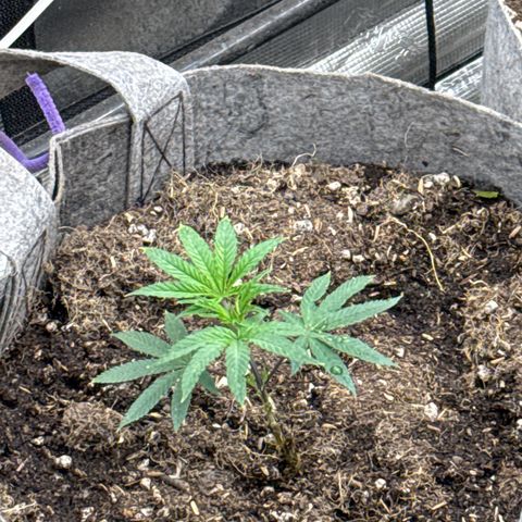 Apple AK #2 growlog timeline photo