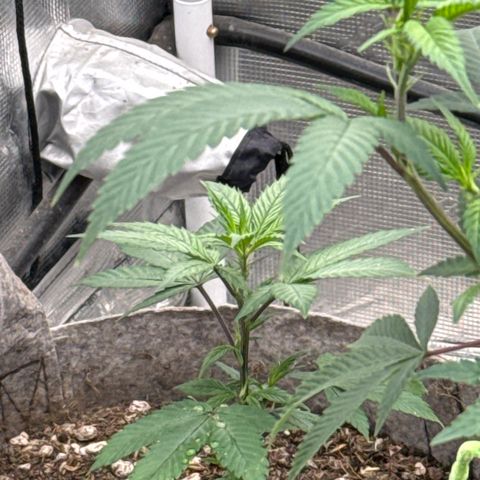 Apple AK #2 growlog timeline photo