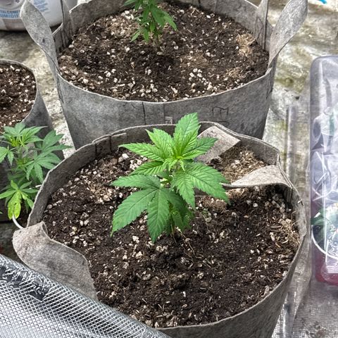 Apple AK #2 growlog timeline photo